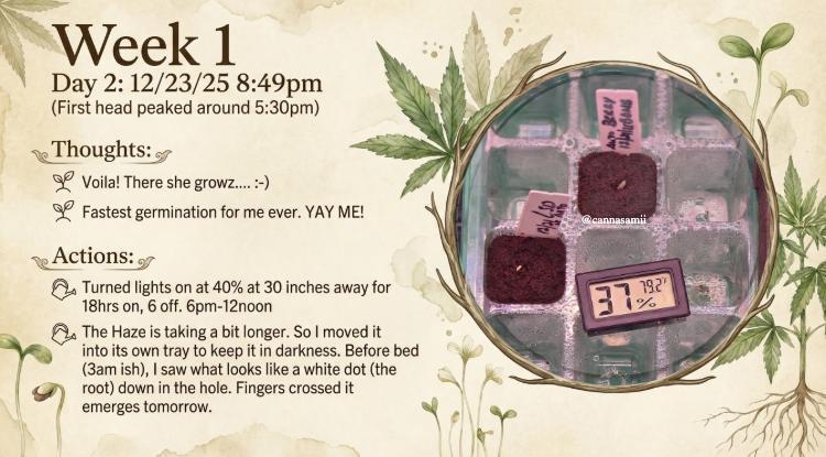 Autos:LSD+Berry Bomb-In a Super Closet. Week 0 - Day 2: 12/23 -Germination 