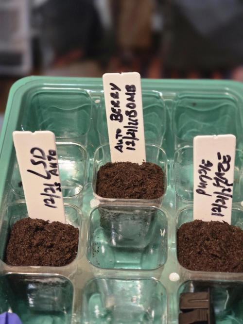 Autos:LSD+Berry Bomb-In a Super Closet. Week 0 - Day 0: 12/21 - Seed in Soil 