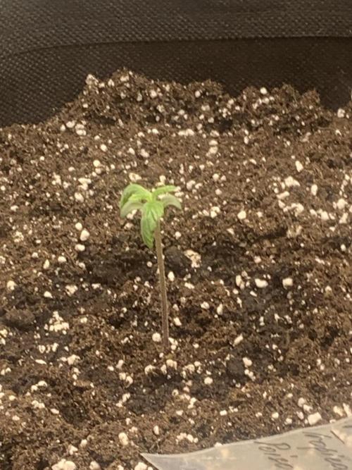 First grow. Week 1