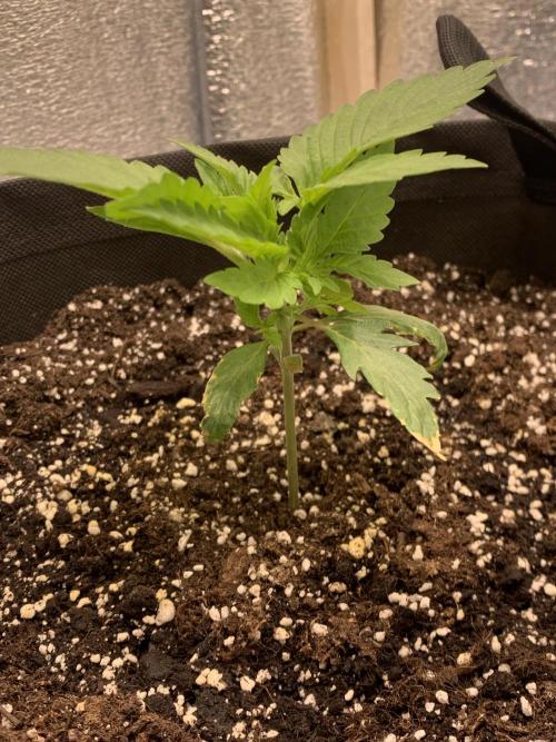 First grow. Week 2