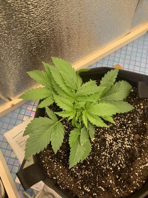 First grow. Week 3