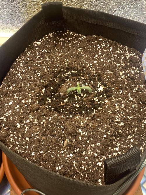 🍅🍅🍅🍅. Week 1