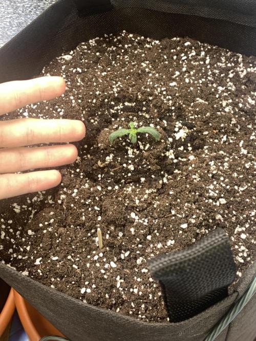 🍅🍅🍅🍅. Week 1