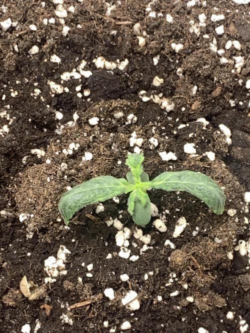 🍅🍅🍅🍅. Week 1