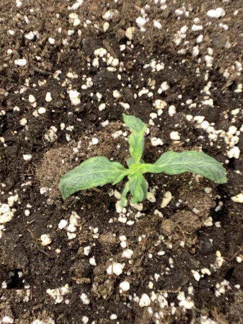 🍅🍅🍅🍅. Week 1