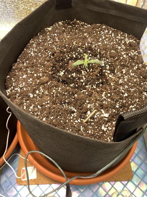 🍅🍅🍅🍅. Week 1