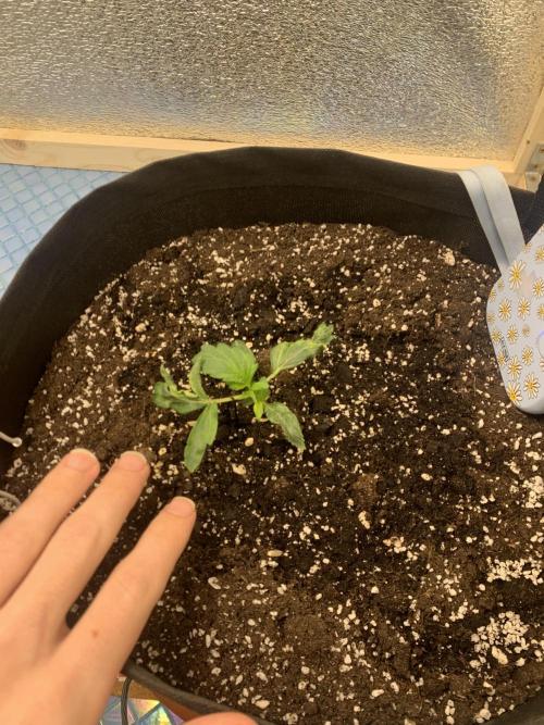 🍅🍅🍅🍅. Week 2