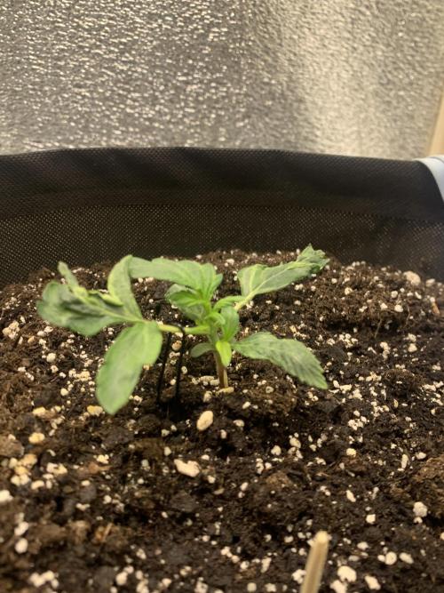 🍅🍅🍅🍅. Week 2