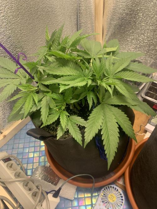 First grow. Week 4