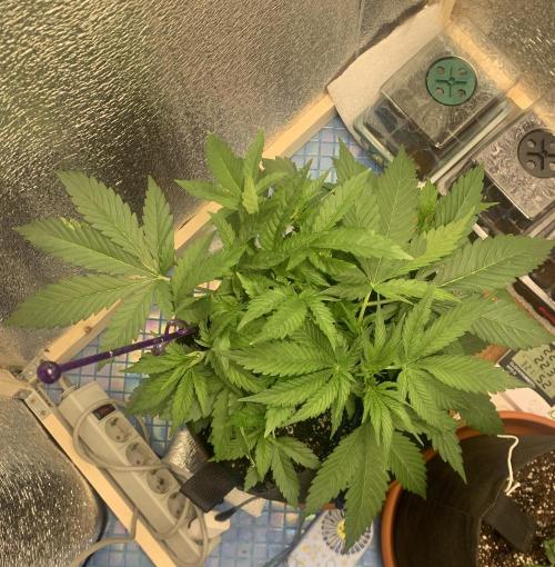 First grow. Week 4