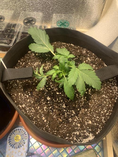 🍅🍅🍅🍅. Week 3