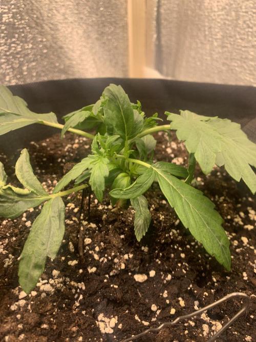 🍅🍅🍅🍅. Week 3