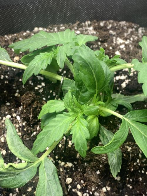 🍅🍅🍅🍅. Week 3