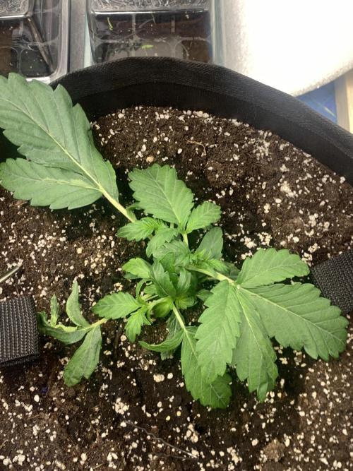 🍅🍅🍅🍅. Week 3