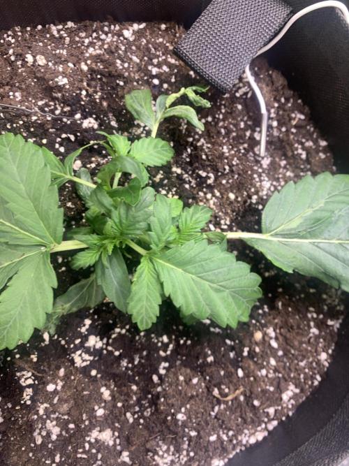 🍅🍅🍅🍅. Week 3