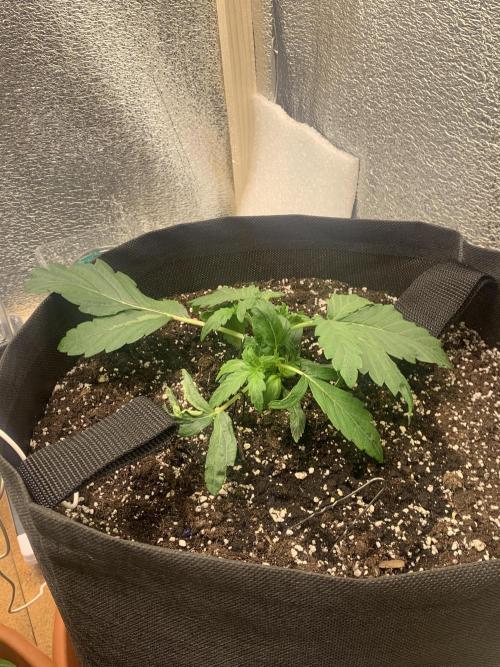 🍅🍅🍅🍅. Week 3