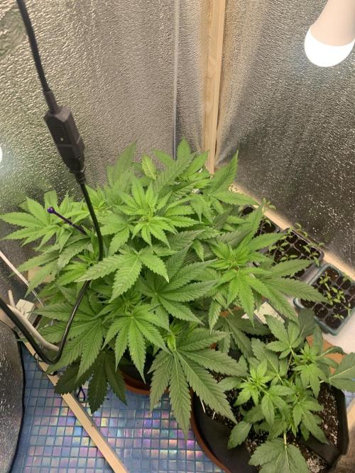 First grow🌺💋. Week 5