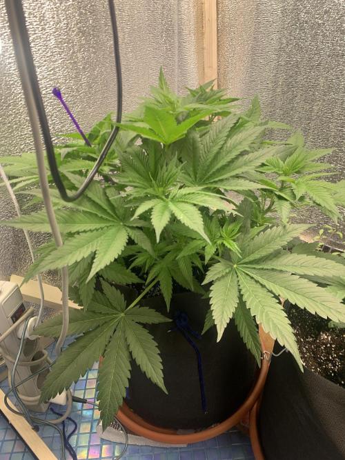 First grow🌺💋. Week 5