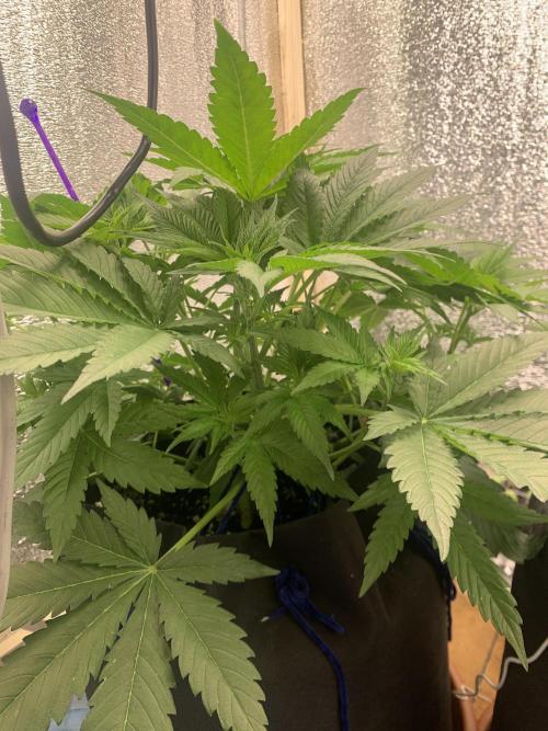 First grow🌺💋. Week 5
