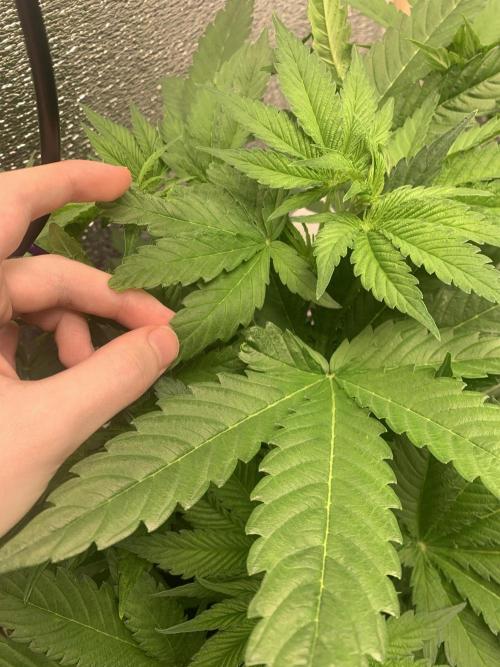 First grow🌺💋. Week 5
