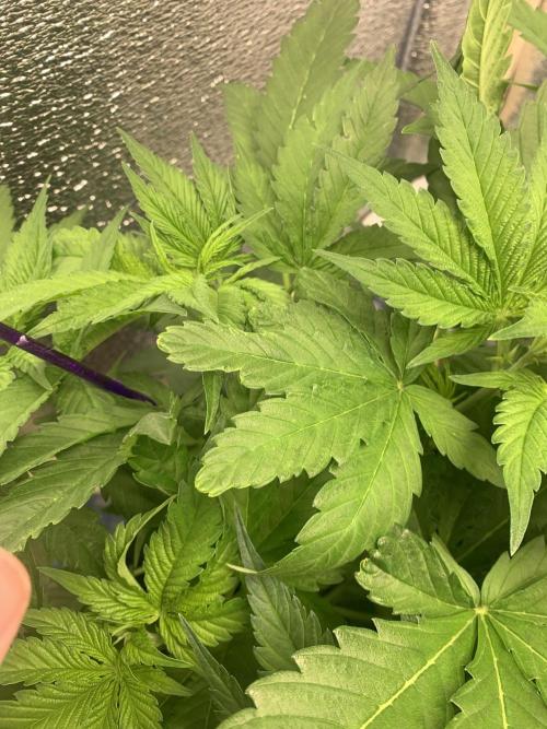 First grow🌺💋. Week 5