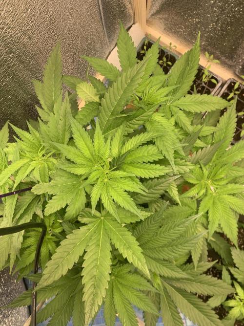 First grow🌺💋. Week 5