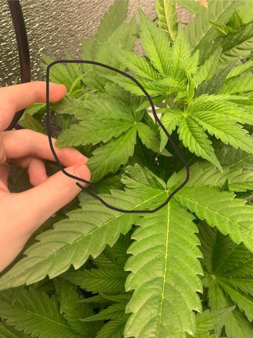 First grow🌺💋. Week 5