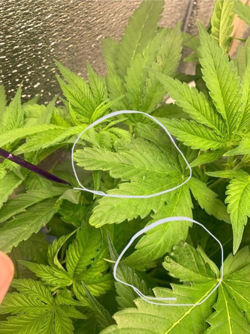 First grow🌺💋. Week 5