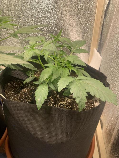 🍅🍅🍅🍅. Week 4