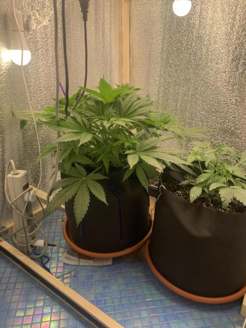 🍅🍅🍅🍅. Week 4