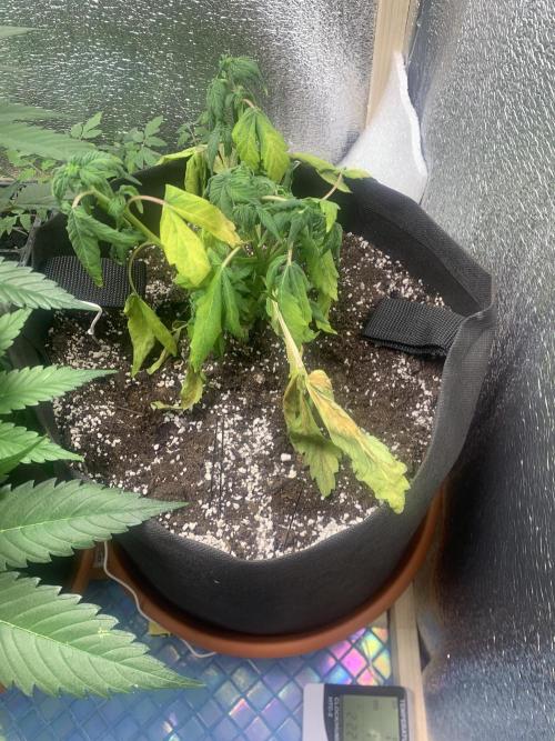 🍅🍅🍅🍅. Week 5