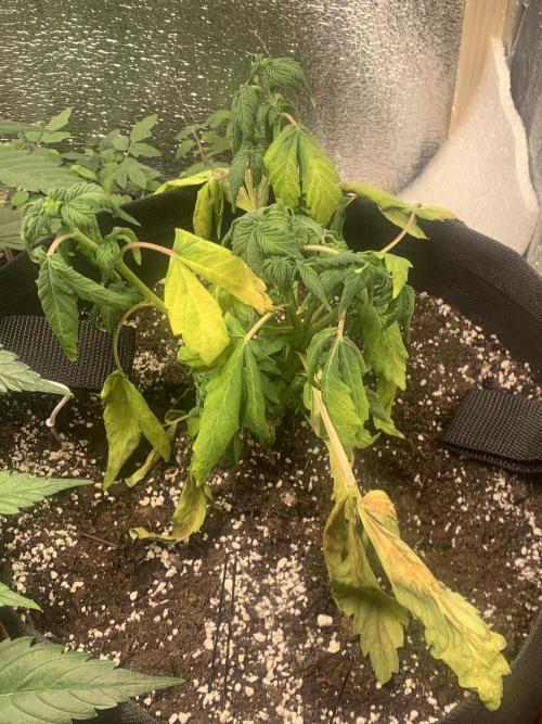 🍅🍅🍅🍅. Week 5