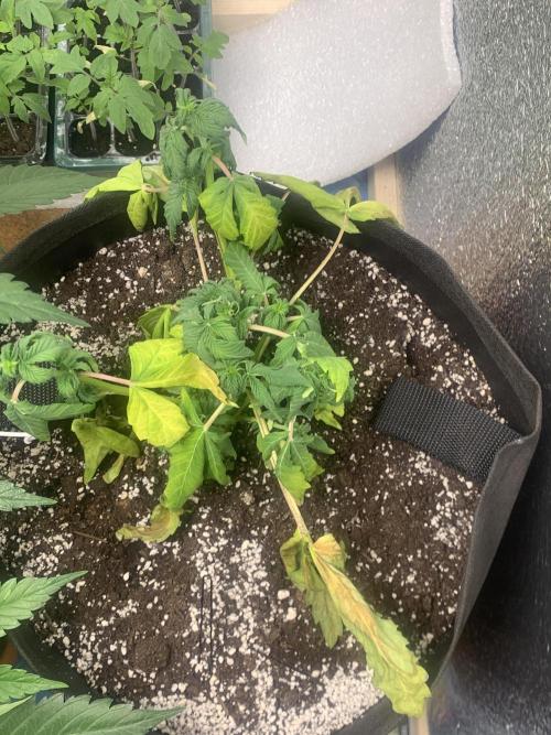 🍅🍅🍅🍅. Week 5