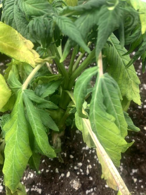 🍅🍅🍅🍅. Week 5