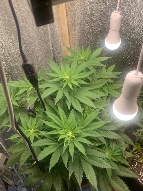 First grow🌺💋. Week 6