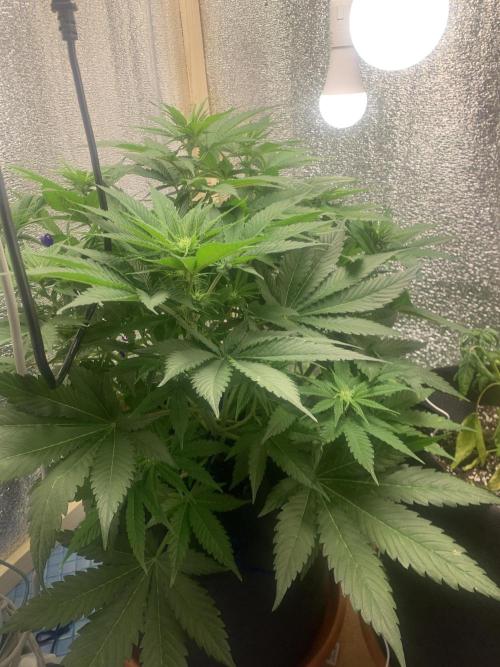 First grow🌺💋. Week 6