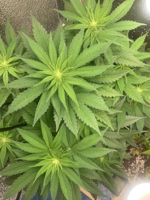 First grow🌺💋. Week 6