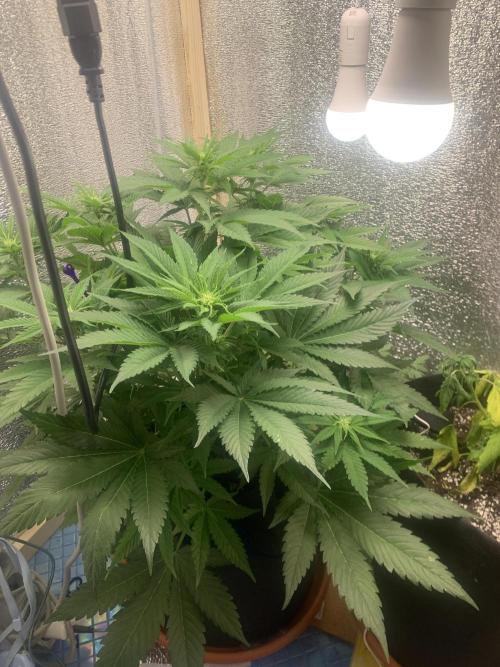 First grow🌺💋. Week 6