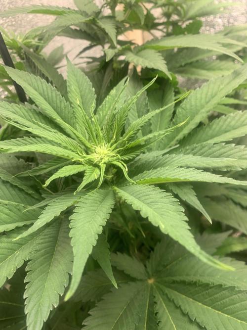 First grow🌺💋. Week 6