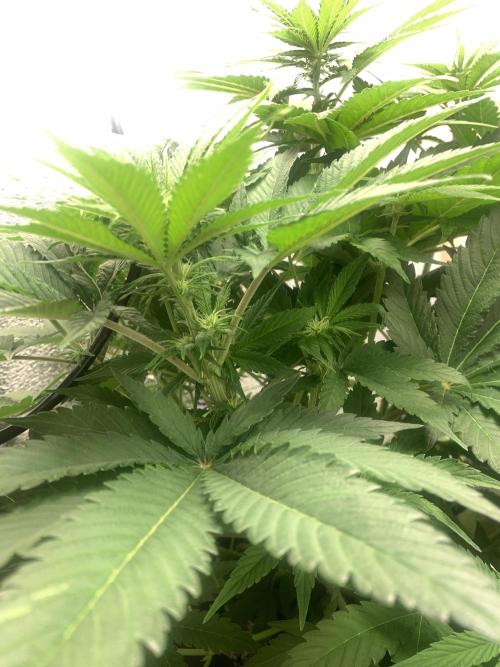 First grow🌺💋. Week 6