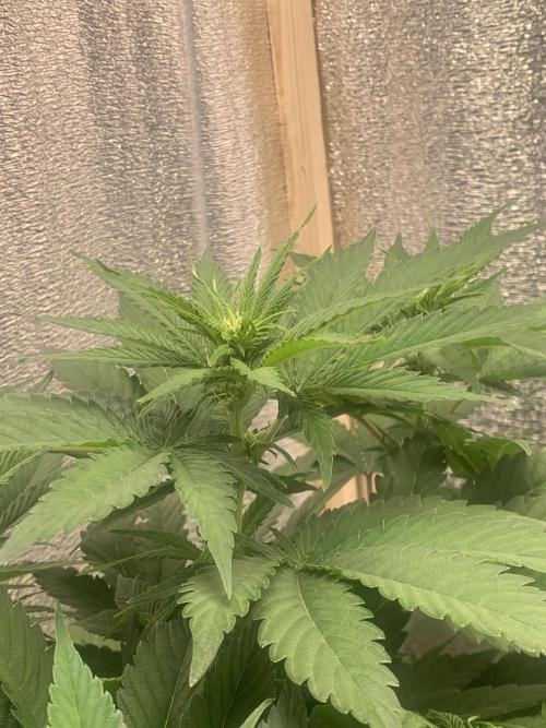 First grow🌺💋. Week 6
