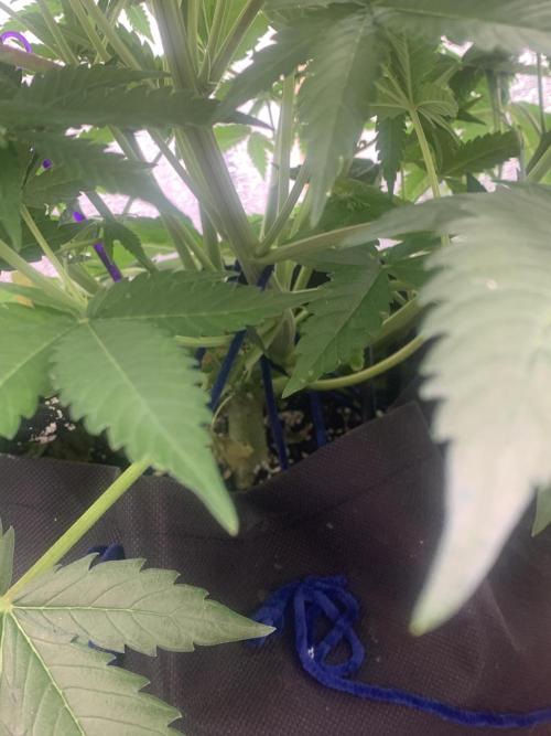 First grow🌺💋. Week 6