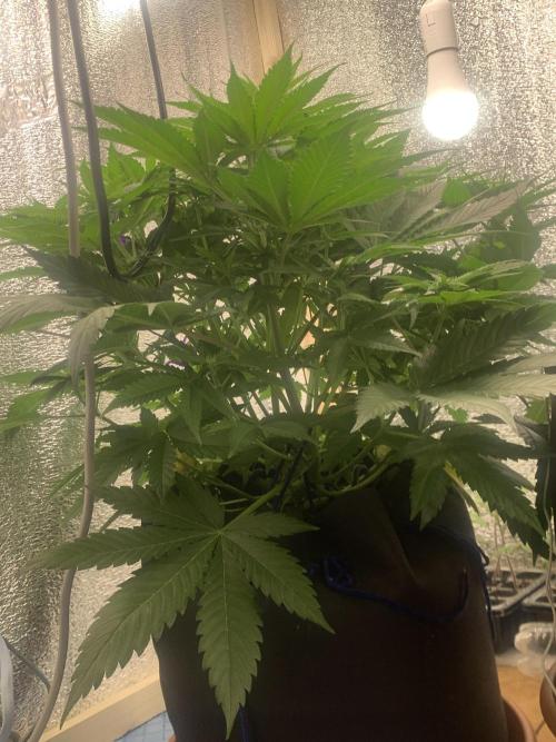 First grow🌺💋. Week 6