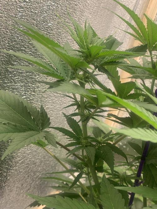 First grow🌺💋. Week 6