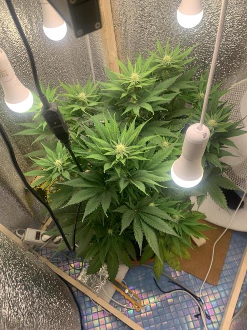 First grow🌺💋. Week 7