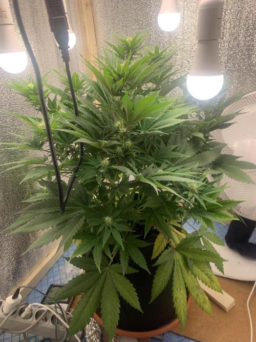 First grow🌺💋. Week 7