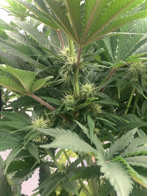 First grow🌺💋. Week 7