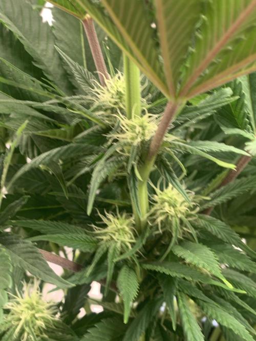 First grow🌺💋. Week 7