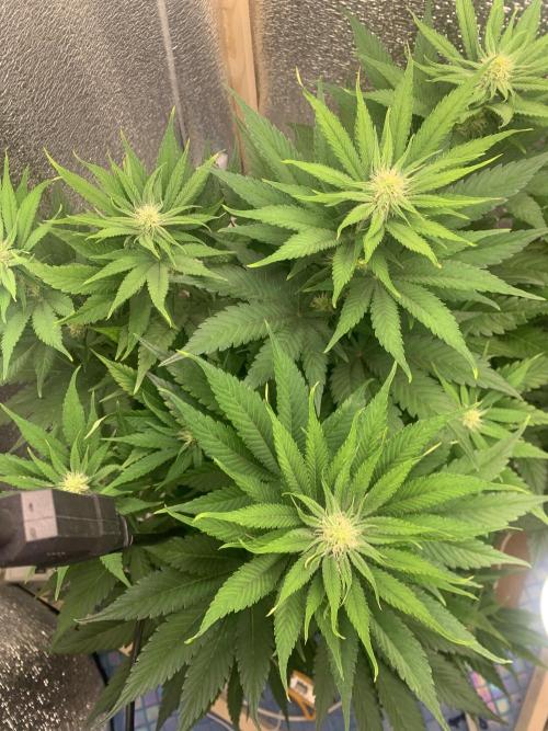 First grow🌺💋. Week 7