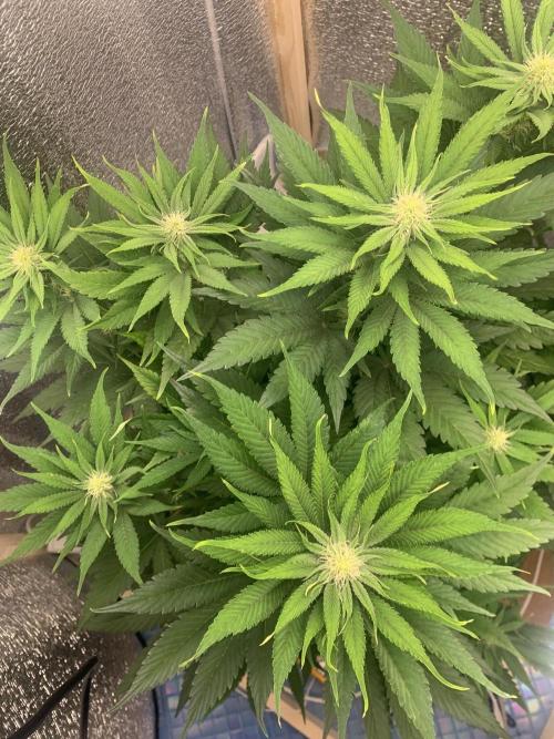 First grow🌺💋. Week 7